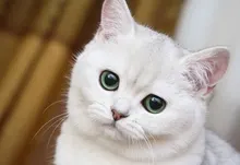 closeup cats animals green eyes 1920x1200 wallpaper Art HD Wallpaper